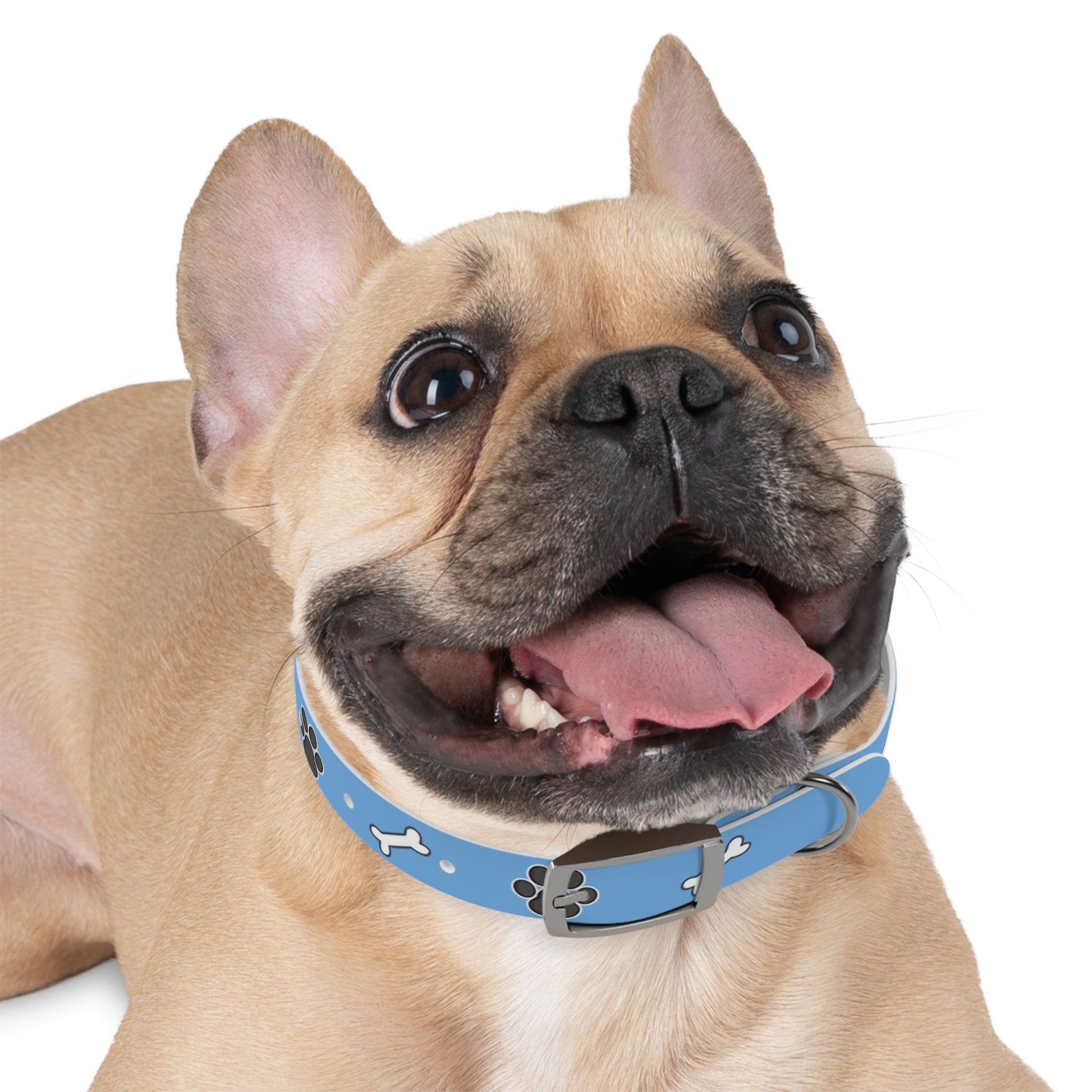 a cute bulldog wearing a dog collar with dog bones and paws design. The name of the dog is in the middle of the pet collar.  The dog collar color is blue