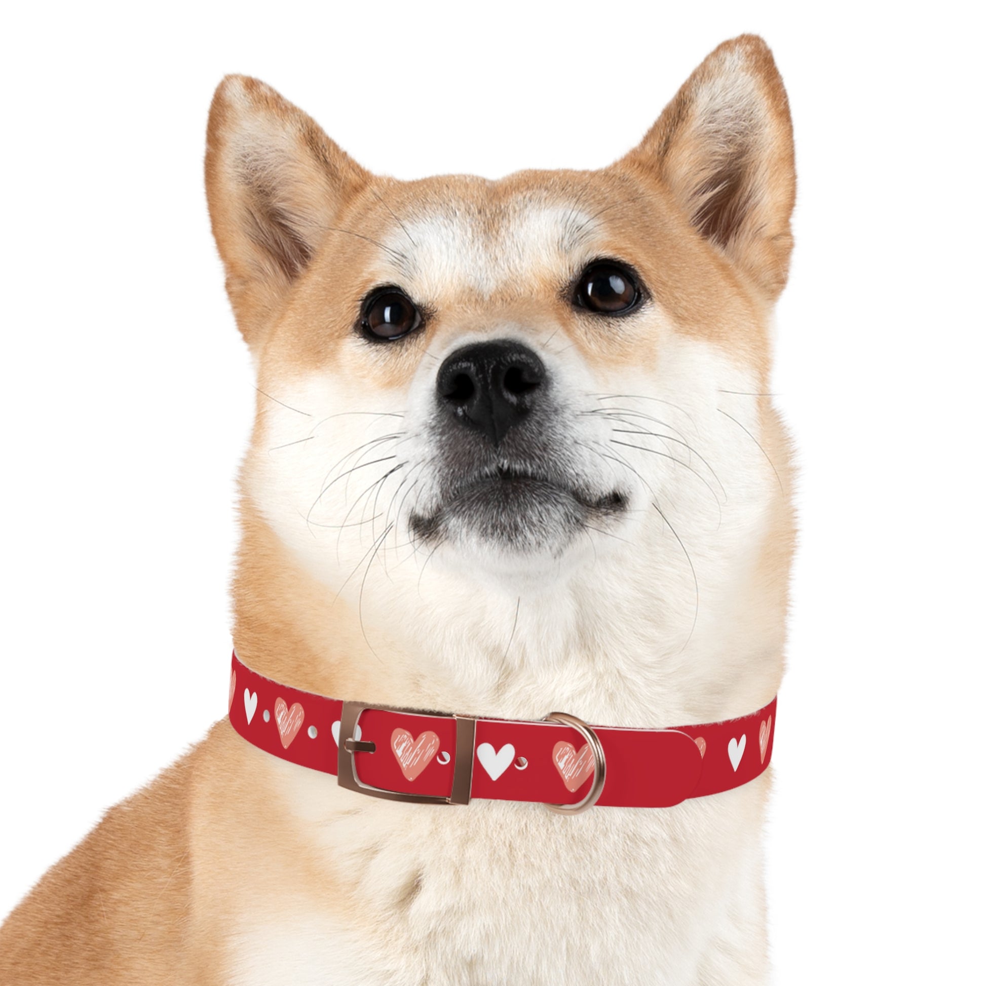 a cute dog wearing a collar with a beautiful hearts pattern design and the dog's name in the middle of the collar. The color of the dog collar is red