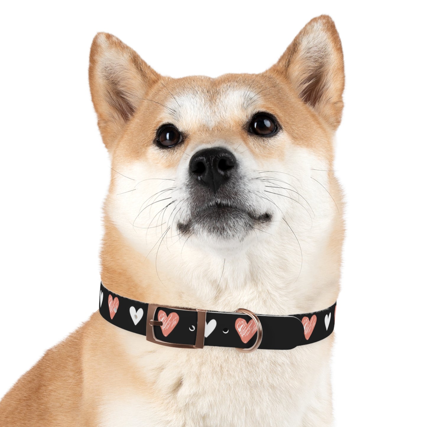 a cute dog wearing a dog collar with a beautiful hearts pattern design. The color of the dog collar is black