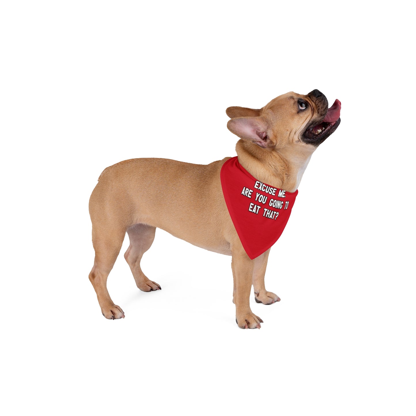 a cute dog wearing a bandana. The bandana has a the message: EXCUSE ME. ARE YOU GOING TO EAT THAT?. Bandana's Color is red