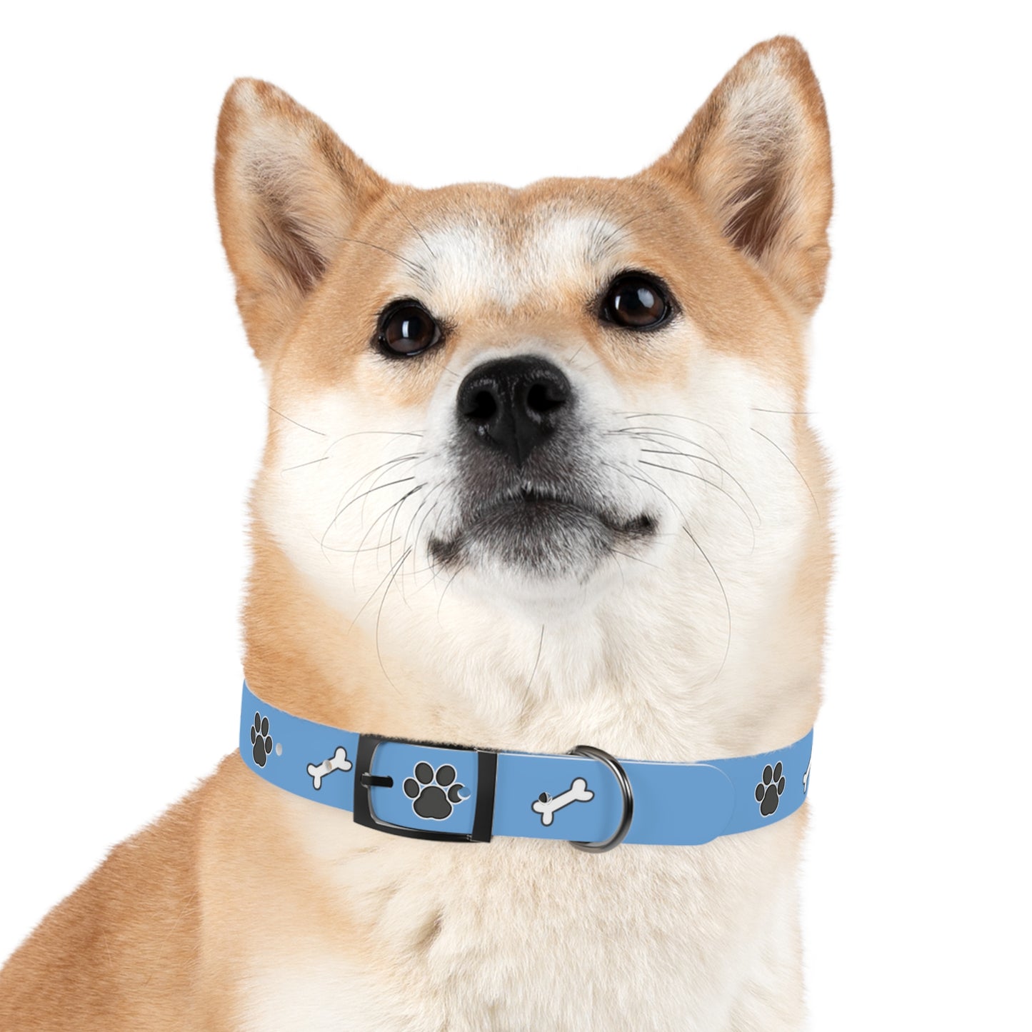 a cute dog wearing a dog collar with dog bones and paws design. The name of the dog is in the middle of the pet collar.  The dog collar color is blue