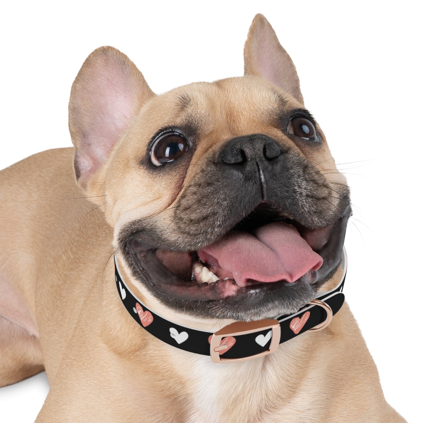 a cute bulldog wearing a dog collar with a beautiful hearts pattern design. The color of the dog collar is black