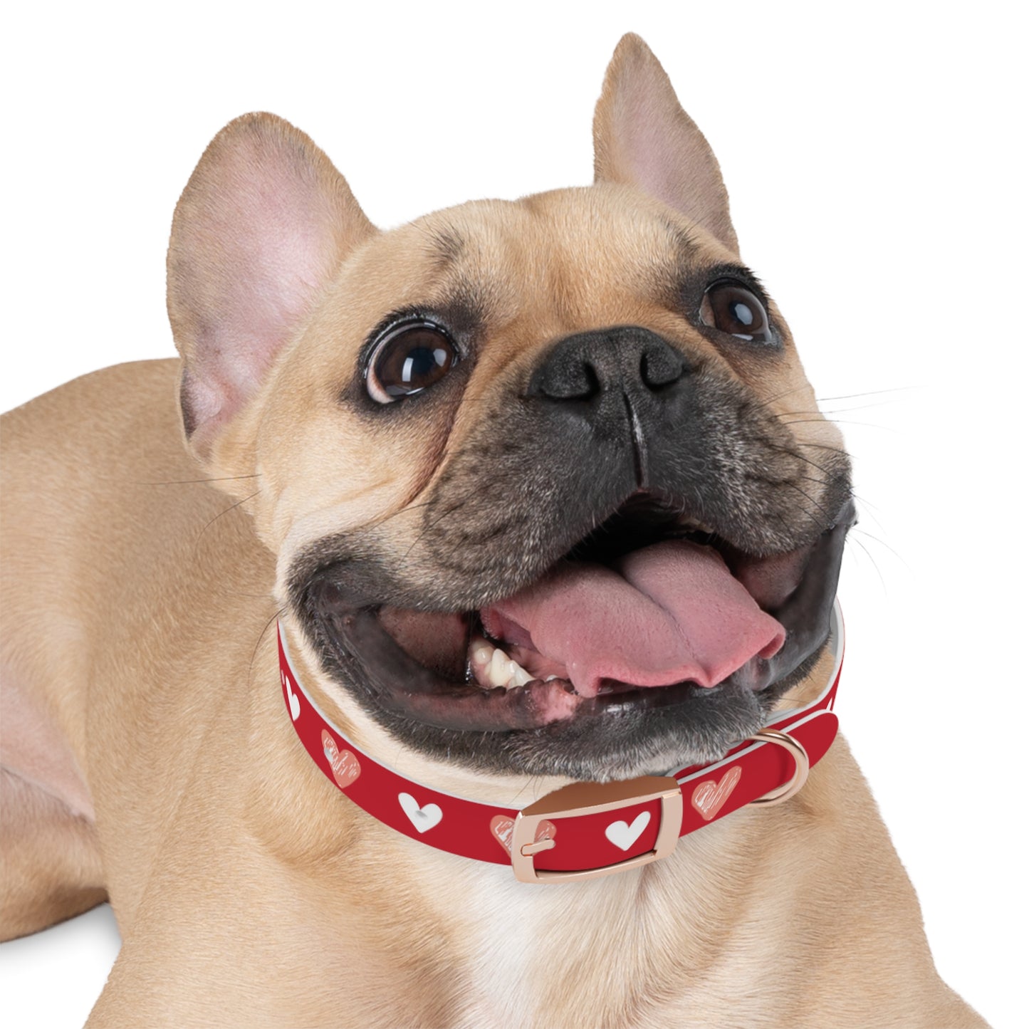 a cute french bulldog wearing a dog collar with a beautiful hearts pattern design and the dog's name in the middle of the collar. The color of the dog collar is red